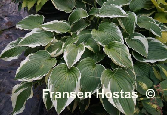 Hosta Crispula